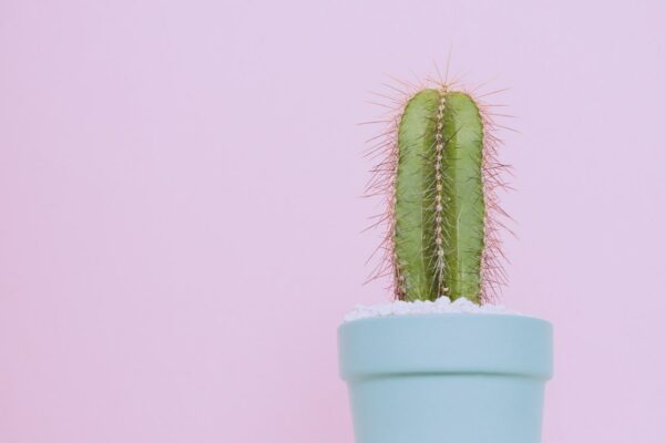 Assorted Planters - Image 3